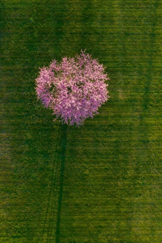 Spring