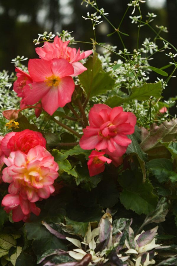 Early Spring